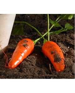 B5353SM - Small Carrot