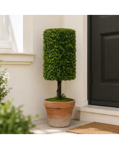 KB6004 - H35cm Cylinder topiary