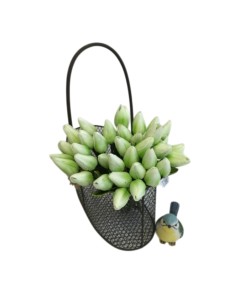 KB6022-Gr - Green Tulip bunch 12