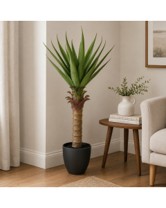 KB6052 - Aloe plant in pot