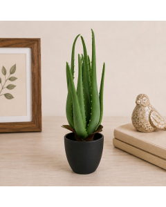 KB6053 - Aloe plant in pot