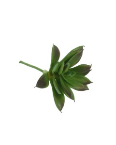 10cm Succulent pick
