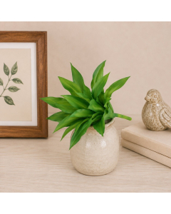 KB6059 - Agave pick