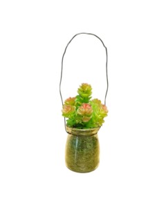 Hanging succulents in bottle
